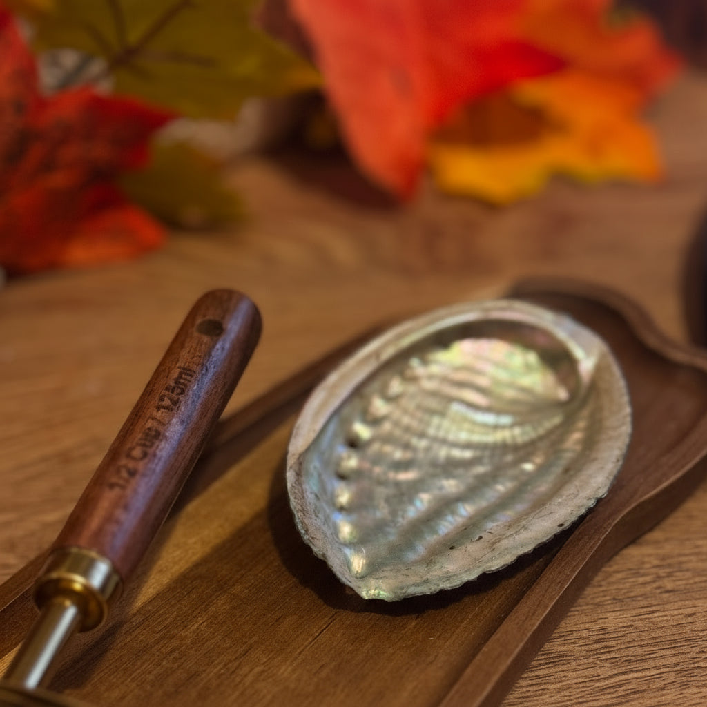 Small Polished Abalone Seashell