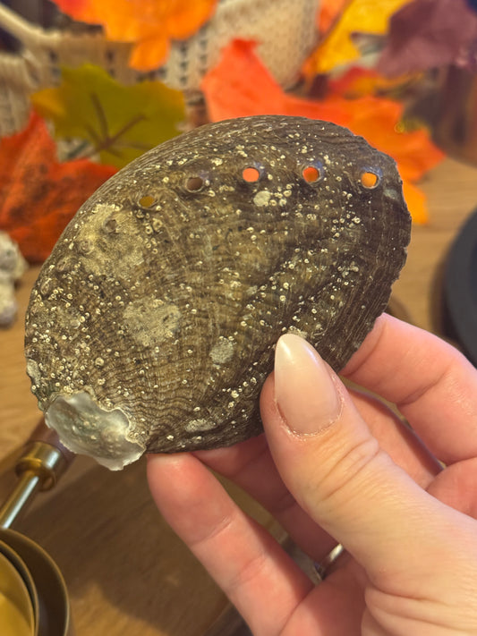 Small Polished Abalone Seashell