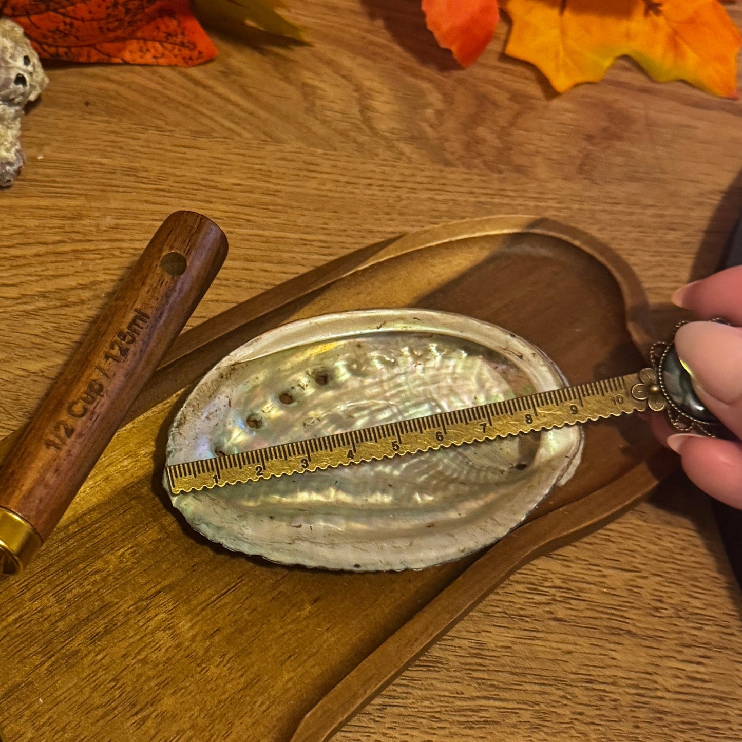 Small Polished Abalone Seashell